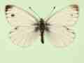 Pieris napi male (aberrant form antidexfuscosignata) (Internet Image property of respective owner, non-commercial use only)